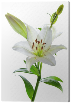 Go To Image - Flowering Plant Lily (400x400), Png Download