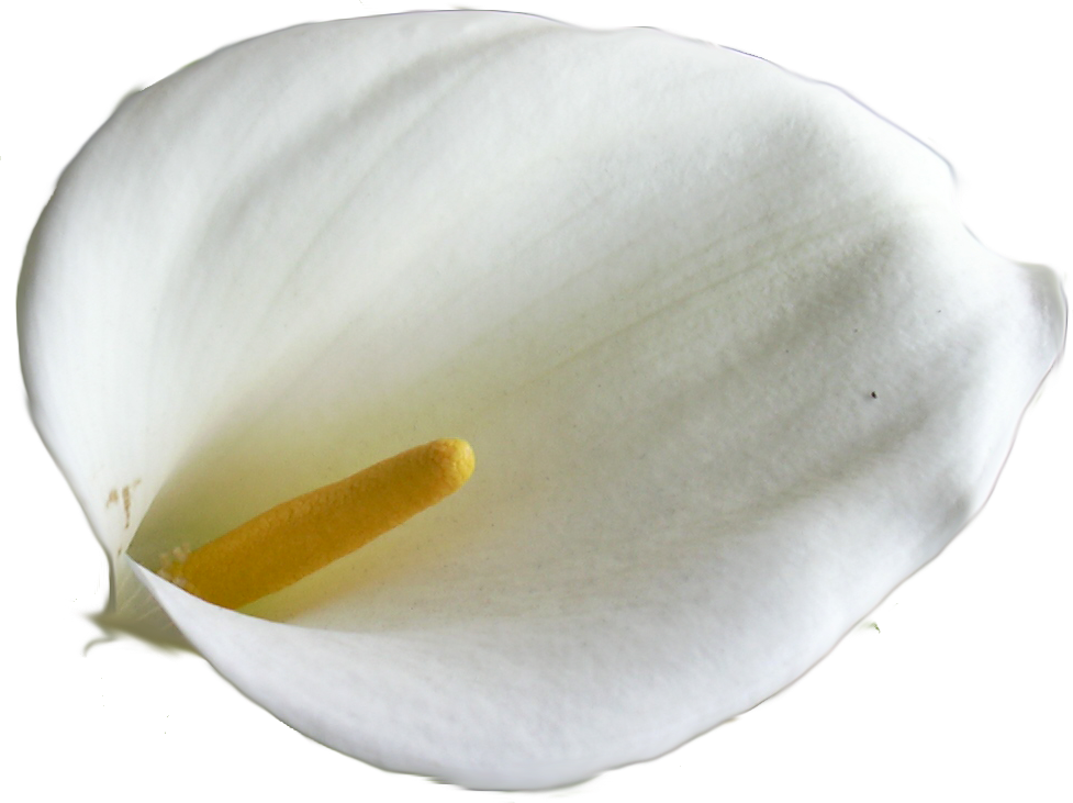 Calla Lily Image - Clip Art (977x731), Png Download