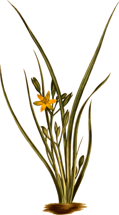Yellow Star Grass Grasses Flowering Plant Plant Stem - Hypoxis Hirsuta (415x750), Png Download