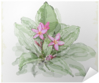 Frangipani Flower - Evsimo Dekoratif Yastık 40x40 Cm - (452-13079) (400x400), Png Download