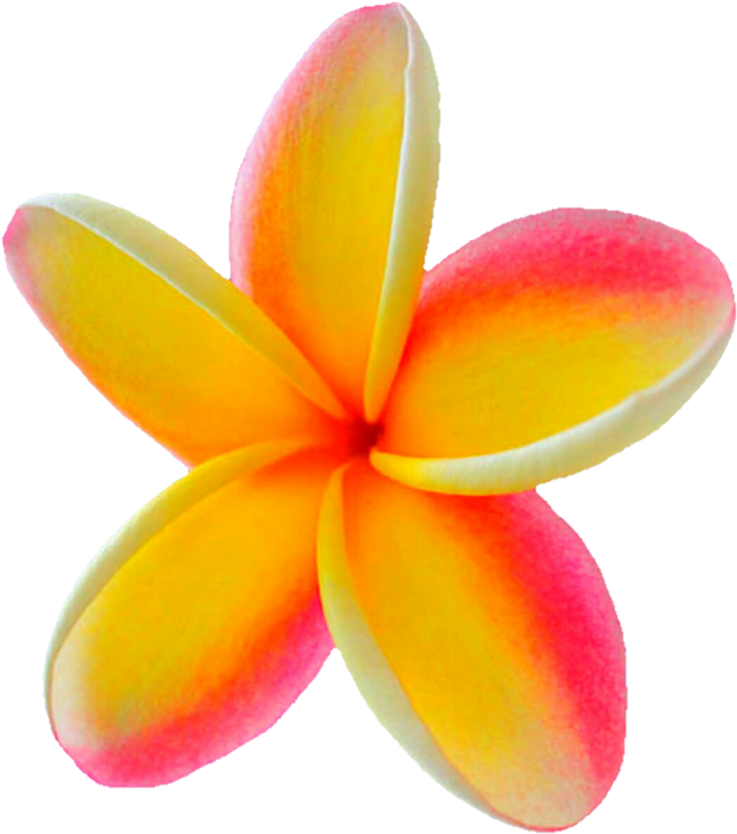 Bright And Beautiful Plumeria By Jeanicebartzen27 On - Png Plumeria (839x951), Png Download