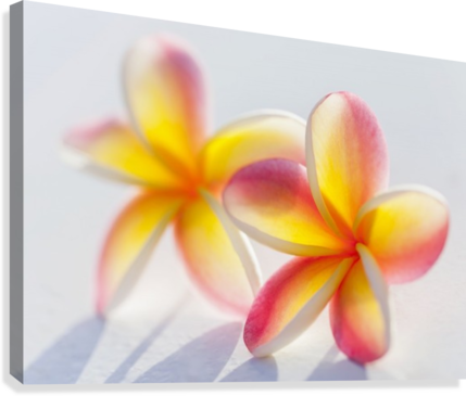 A Pair Of Beautiful Yellow And Pink Plumeria Flowers - Pink Plumeria (429x365), Png Download