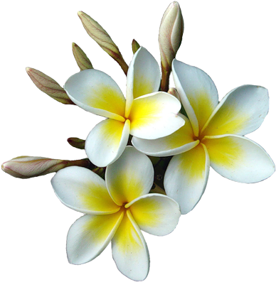 Tubes - Обои Рабочий Стол Магнолия (500x400), Png Download