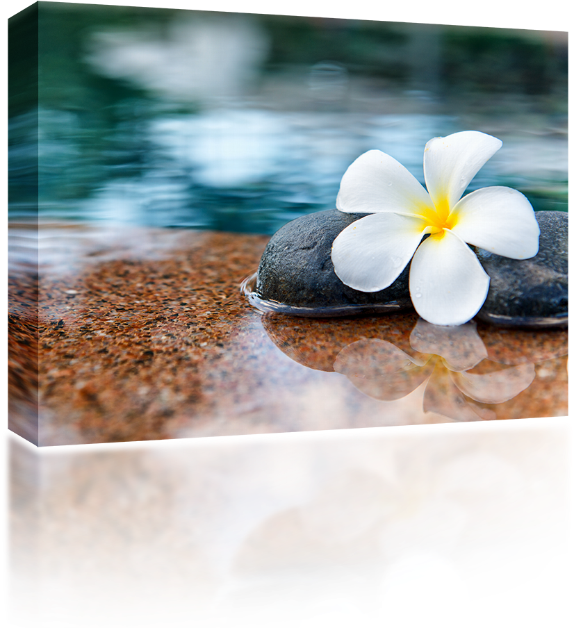 Plumeria Stones - Frangipani (1024x1024), Png Download