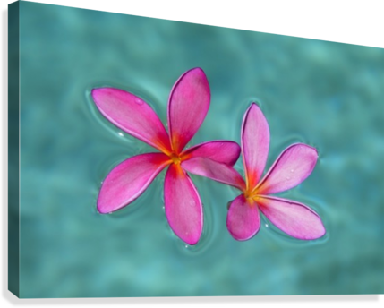 Close-up Of Pink Plumeria Flowers In Water - Close-up Of Pink Plumeria Flowers In Water; Maui, Hawaii, (429x344), Png Download