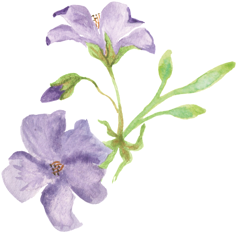 Purple Frangipani Leaf Cartoon Transparent - 卡通 花圈 (1024x1024), Png Download