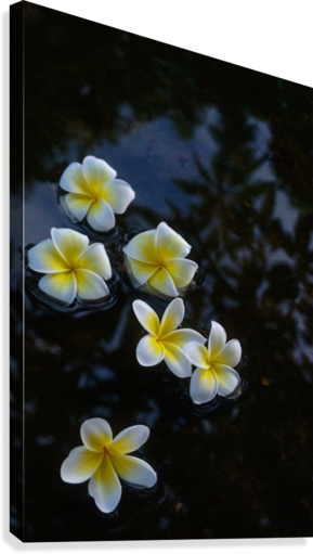 Plumeria In Pond Canvas Print - Frangipani (289x511), Png Download