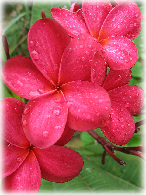 Pause - Frangipani (480x640), Png Download