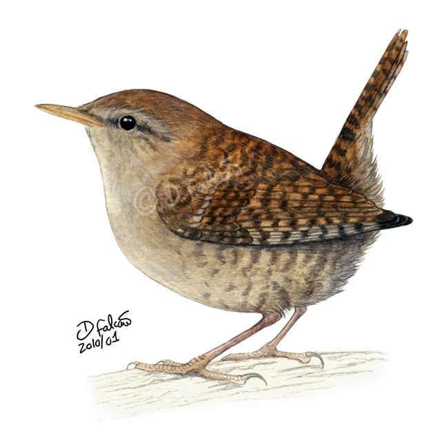 Carolina Wren Drawing - Drawing Of A Wren (677x650), Png Download