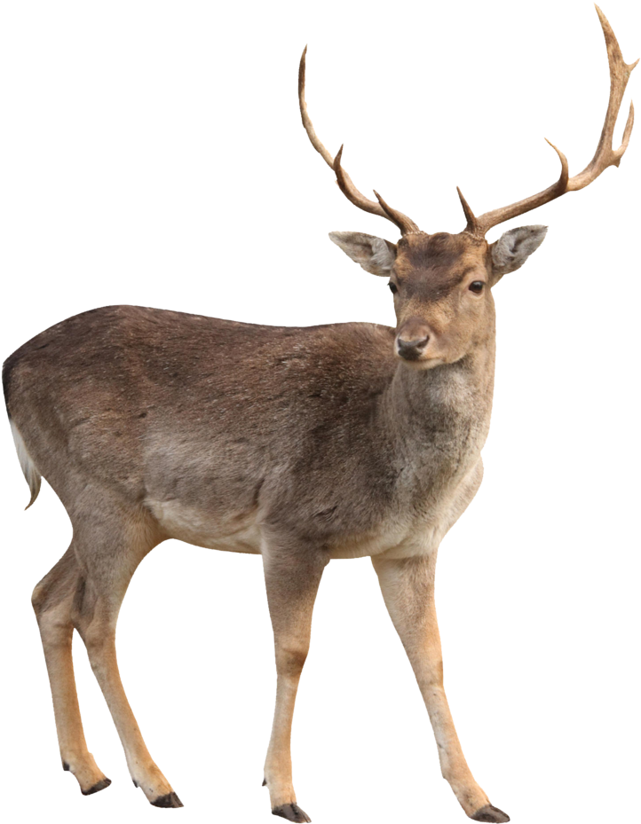 Brown Deer Standing Png Image - Deer Png (1024x1024), Png Download