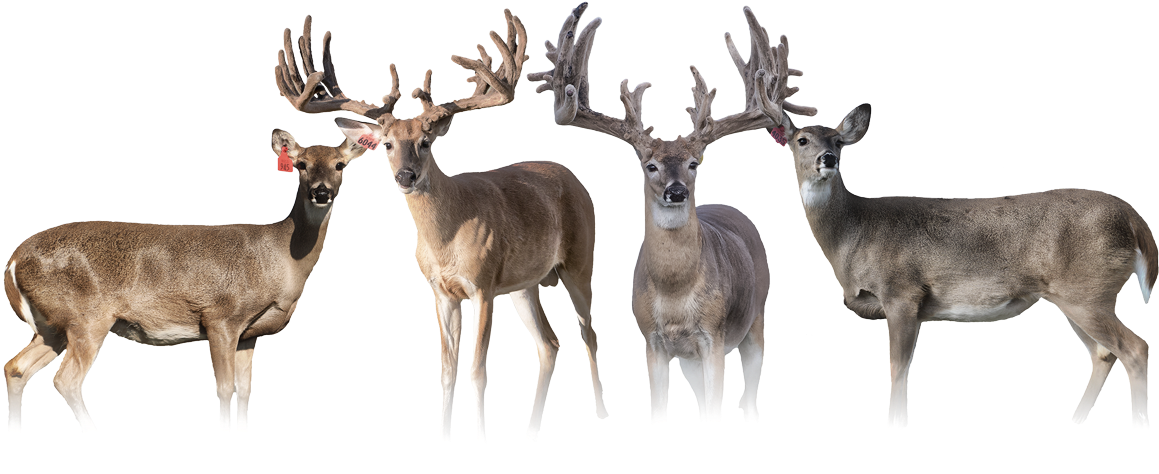 Our Number One Goal At Pinnacle Whitetails Is To Take - Elk (1200x514), Png Download