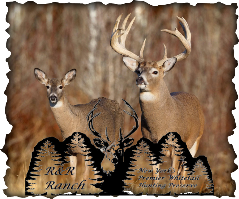 R&r Ranch Whitetail Deer Outfitter - Deer Background (773x651), Png Download