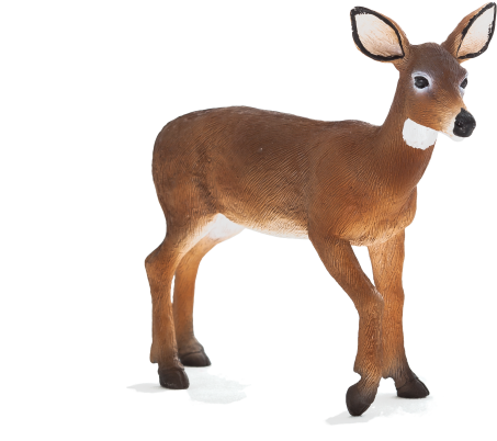 White Tailed Deer Doe - Animal Planet White Tailed Deer Doe (540x510), Png Download