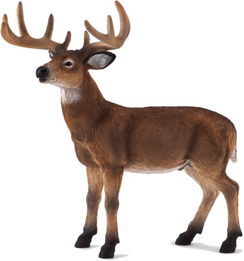 White Tailed Deer Buck - Animal Planet: White Tailed Deer Stag (514x540), Png Download
