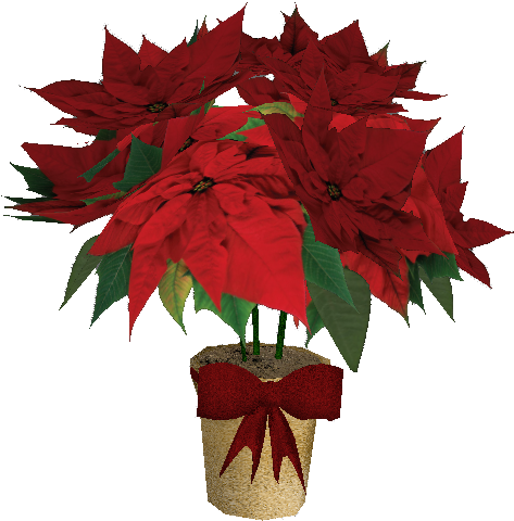 Welcome To Christmas Town - Poinsettia (667x629), Png Download
