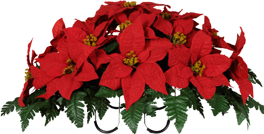 Clipart Resolution 533*533 - Christmas Poinsettias Images Png (533x533), Png Download