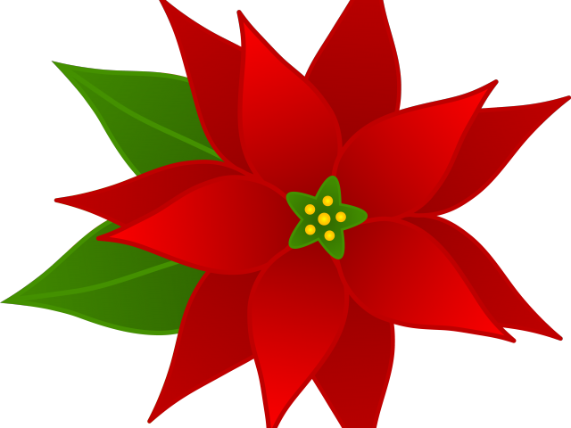Christmas Poinsettia Clipart - Poinsettia Clip Art (640x480), Png Download