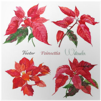 Set Of Poinsettia Flowers - Talking Tables Botanical Poinsettia Napkins (400x400), Png Download
