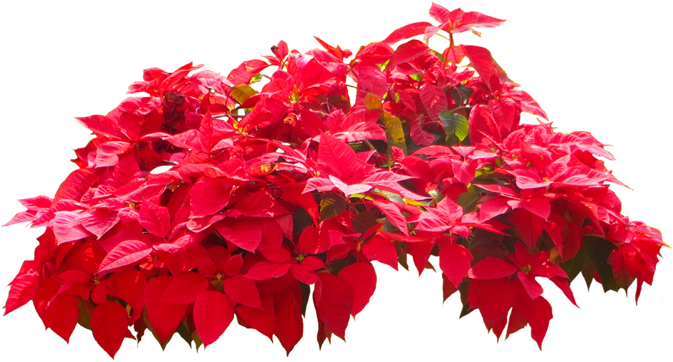 Euphorbia Pulcherrima - Lobelia (989x550), Png Download