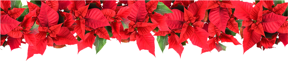 Poinsettia Powerpoint Template Free (1000x300), Png Download