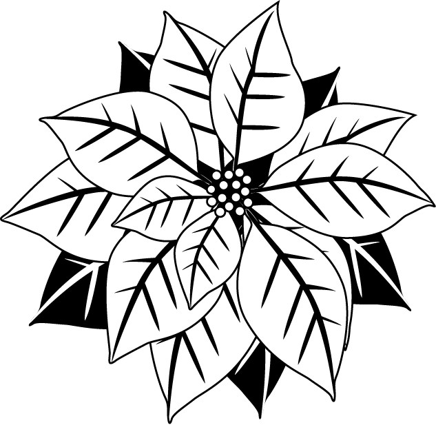 Poinsettia Clipart - Pascua De Navidad Blanco Y Negro (633x617), Png Download
