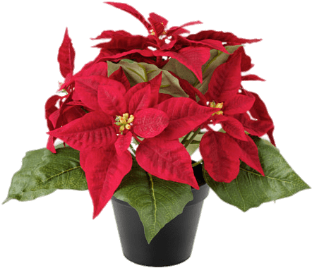 Artificial Poinsettias Png - Poinsettia Plant (500x500), Png Download