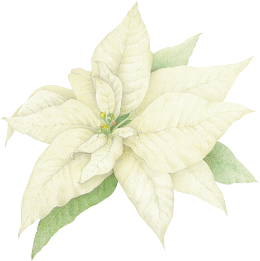 Share This Image - White Poinsettia Clip Art (571x600), Png Download