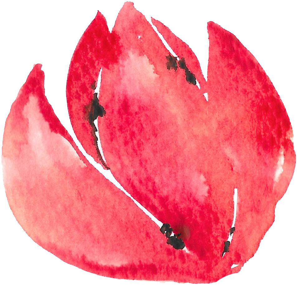 Hand Painted Half Open Flower Watercolor Transparent - Visual Arts (1024x1126), Png Download