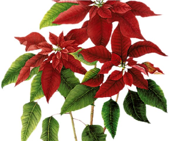 Poinsettia Clipart Flowering Plant - Poinsettia (640x480), Png Download