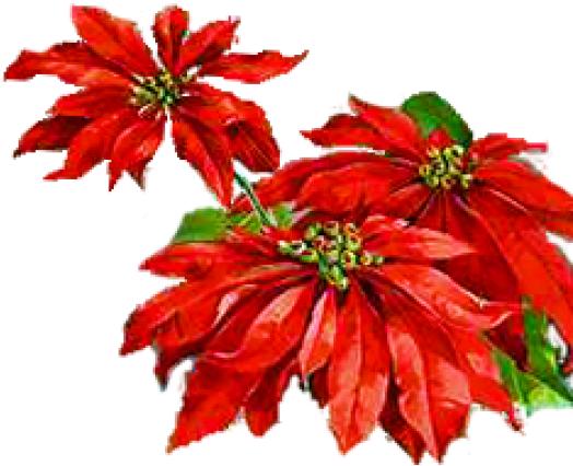 Poinsettia (640x480), Png Download