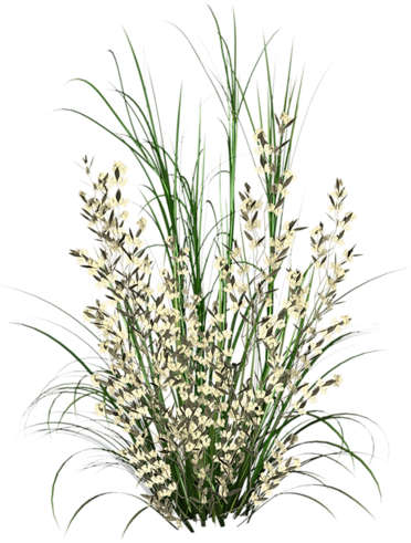 Herbe Tree Psd, Tree Photoshop, Garden Trees, Trees - Herbe Photoshop Png (371x500), Png Download