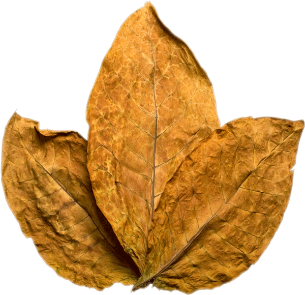 Tobacco Png (599x600), Png Download