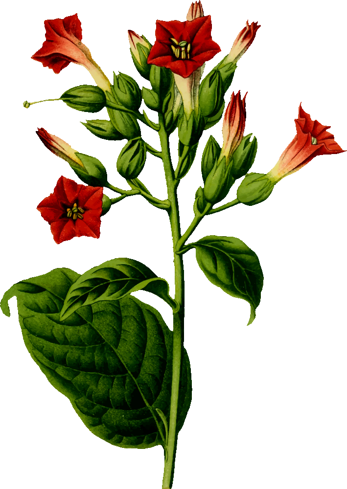 Tobacco Plant - Tobacco Plant Png (709x1000), Png Download