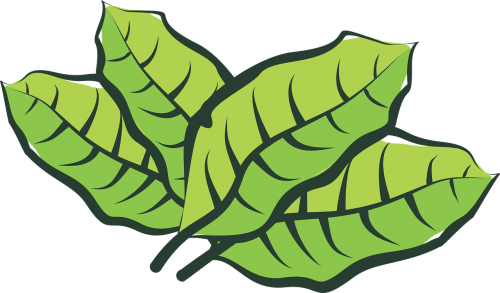 Leaf (500x293), Png Download