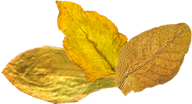 Tobacco Png - Portable Network Graphics (800x350), Png Download