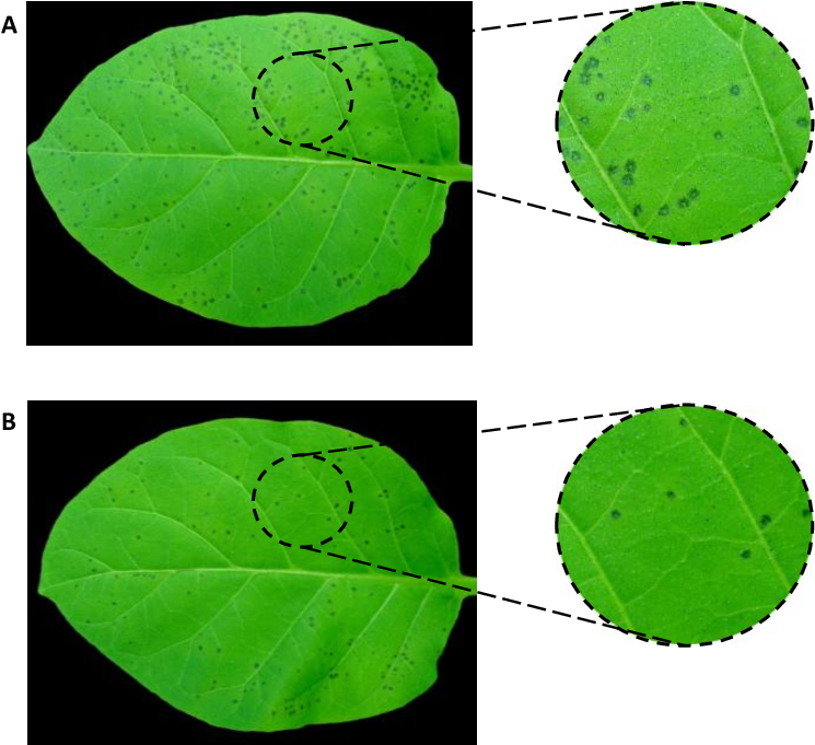 Effect Of Algae Extracts On The Infection Symptoms - Mask (767x686), Png Download