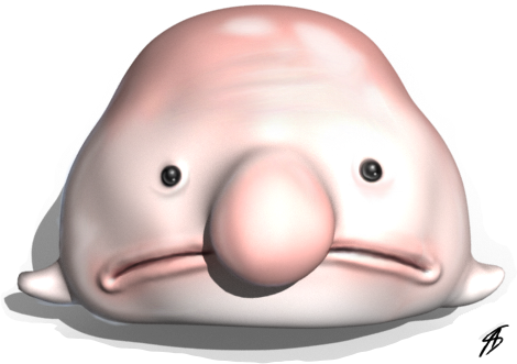 If The Thought Of Adoption Has Ever Crossed Your Mind, - Beluga Whale (470x331), Png Download