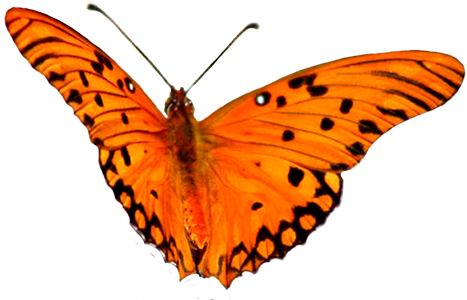 Clip Art Free Animal Clip Art Flying Pink Bird Png - Orange Butterfly Flying Clipart (472x308), Png Download