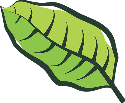 Leaf, Vegetable, Plantation, Plants - Hoja De Tabaco Vector (411x340), Png Download