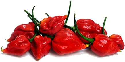 Hot Habanero Chile Peppers - Habanero Transparent (436x276), Png Download