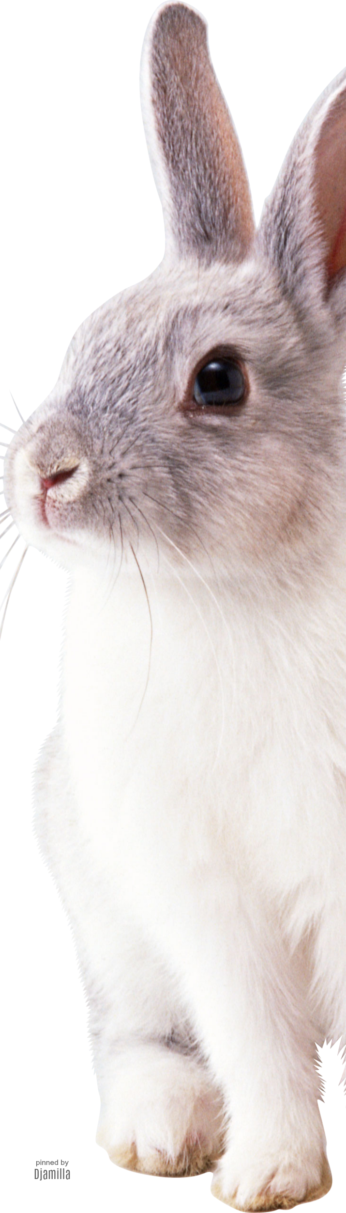 Cute Bunny Rabbit Png, Bunny Rabbits, Dwarf Bunnies, - White Rabbit Png (715x2500), Png Download