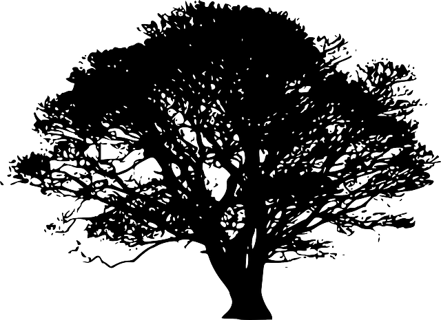Big Tree Silhouette Png (640x465), Png Download