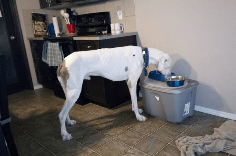 Whisper Is A Great Dane, Found Starving On The Streets - Dog (800x750), Png Download