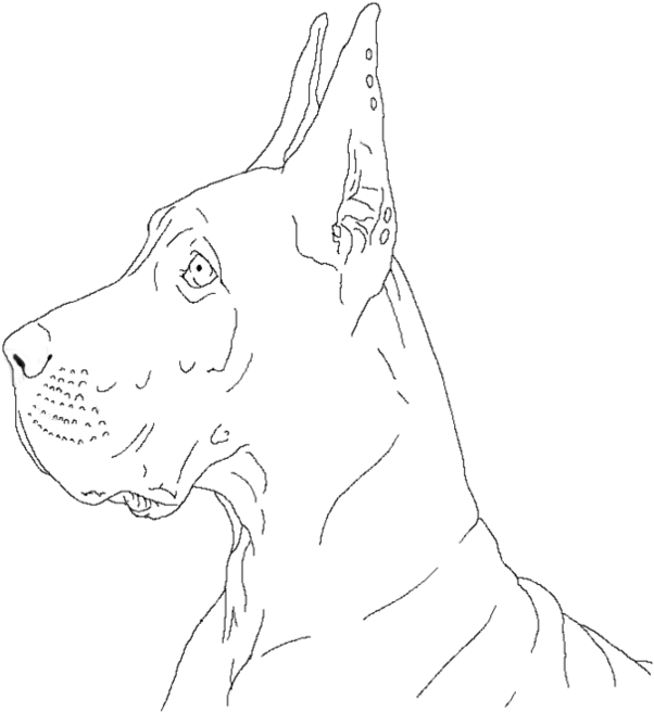 Free Great Dane Lineart By Deaththewolf14-d8c2moj - Great Dane (894x894), Png Download