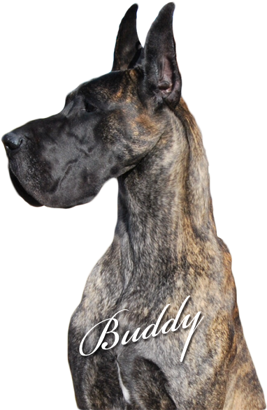 Buddy - Giant Dog Breed (400x597), Png Download