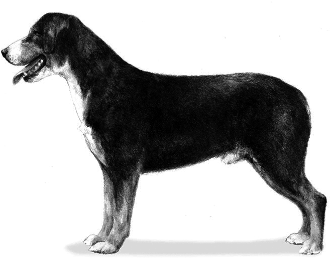 Entlebucher Mountain Dog Sibling Breed - Illustrations Of Dog Breeds Akc (700x700), Png Download