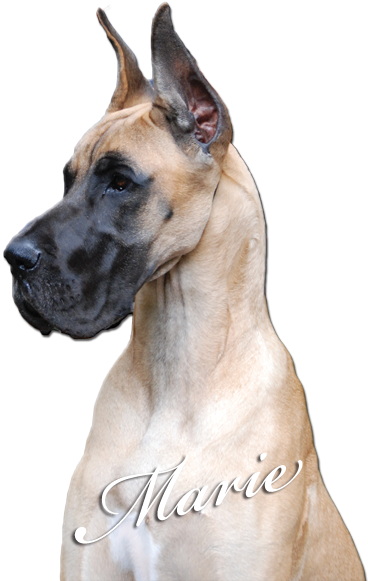 Great Dane Head (380x584), Png Download