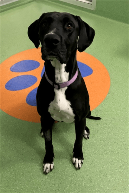 Photo Of Mackenzie - Great Dane (638x638), Png Download