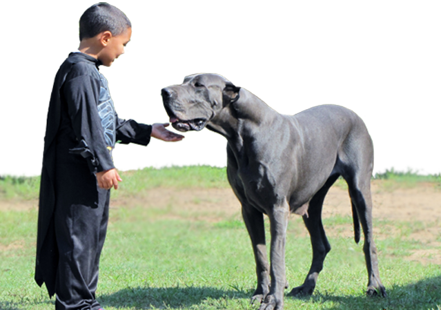 Royal Elite's Great Dane Dam - Royal Dog Great Dane (639x449), Png Download