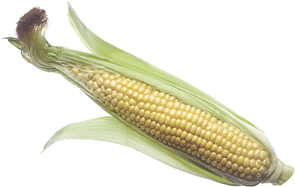 Corn Cob Png Image - Corn In Poop Meme (600x391), Png Download